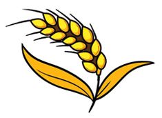 金黃的麥穗簡筆畫圖片